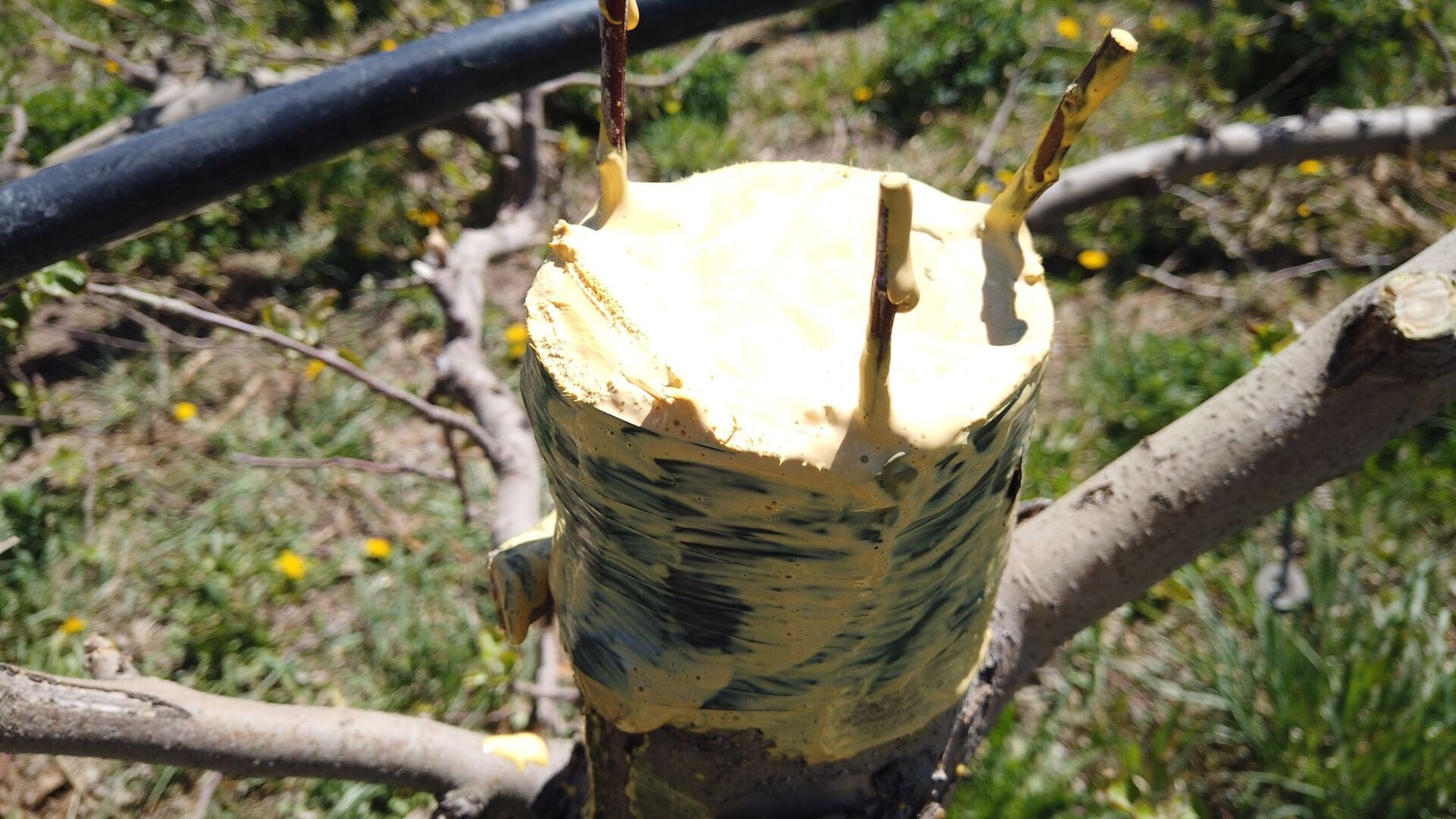 Colorado couple's 20-year search for extinct fruit finally pays off